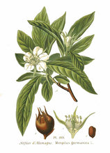 'Walters' Medlar