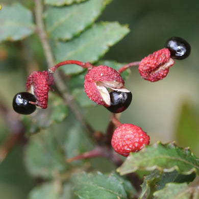 Sanshō (Japanese Peppercorn)