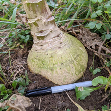 'Miss Gladys McGee's Turnip' Rutabaga-Turnip