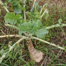 'Miss Gladys McGee's Turnip' Rutabaga-Turnip