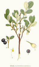 Russian Bog Bilberry