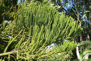 New Caledonia Pine