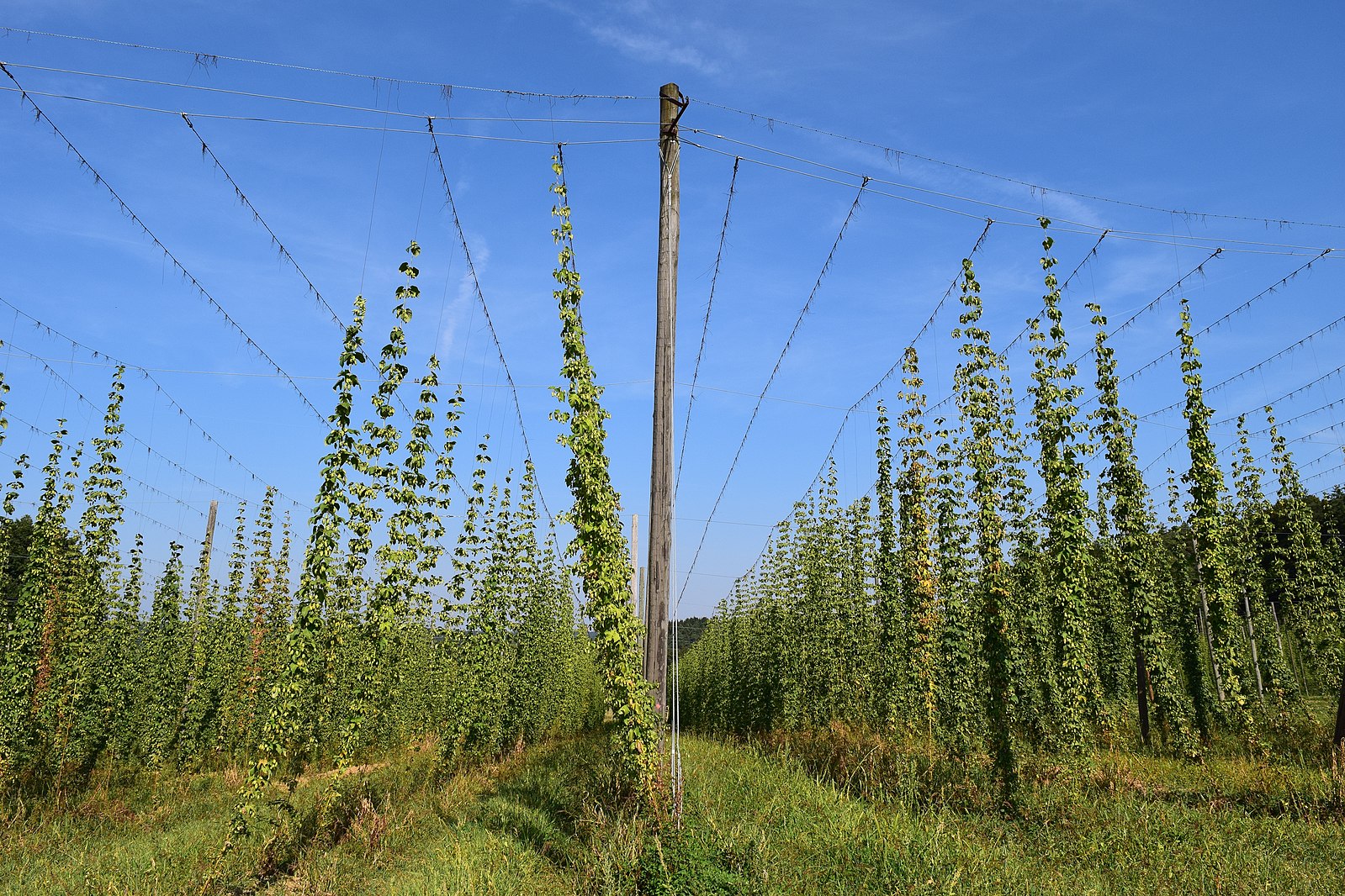 hop plant seeds for sale Hops – Experimental Farm Network Seed Store
