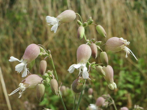 Bladder Campion