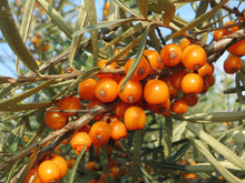 Hungarian Sea Buckthorn
