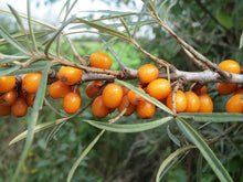 Hungarian Sea Buckthorn