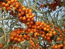 Hungarian Sea Buckthorn
