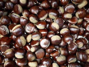 Elfers' Southern Chestnut Seedlings Mix (Zones 6-8)