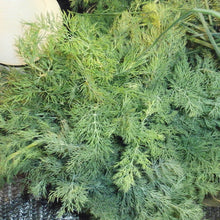 'Kyrgyzstani Kalmyk' Dill