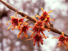 Ozark Witch Hazel