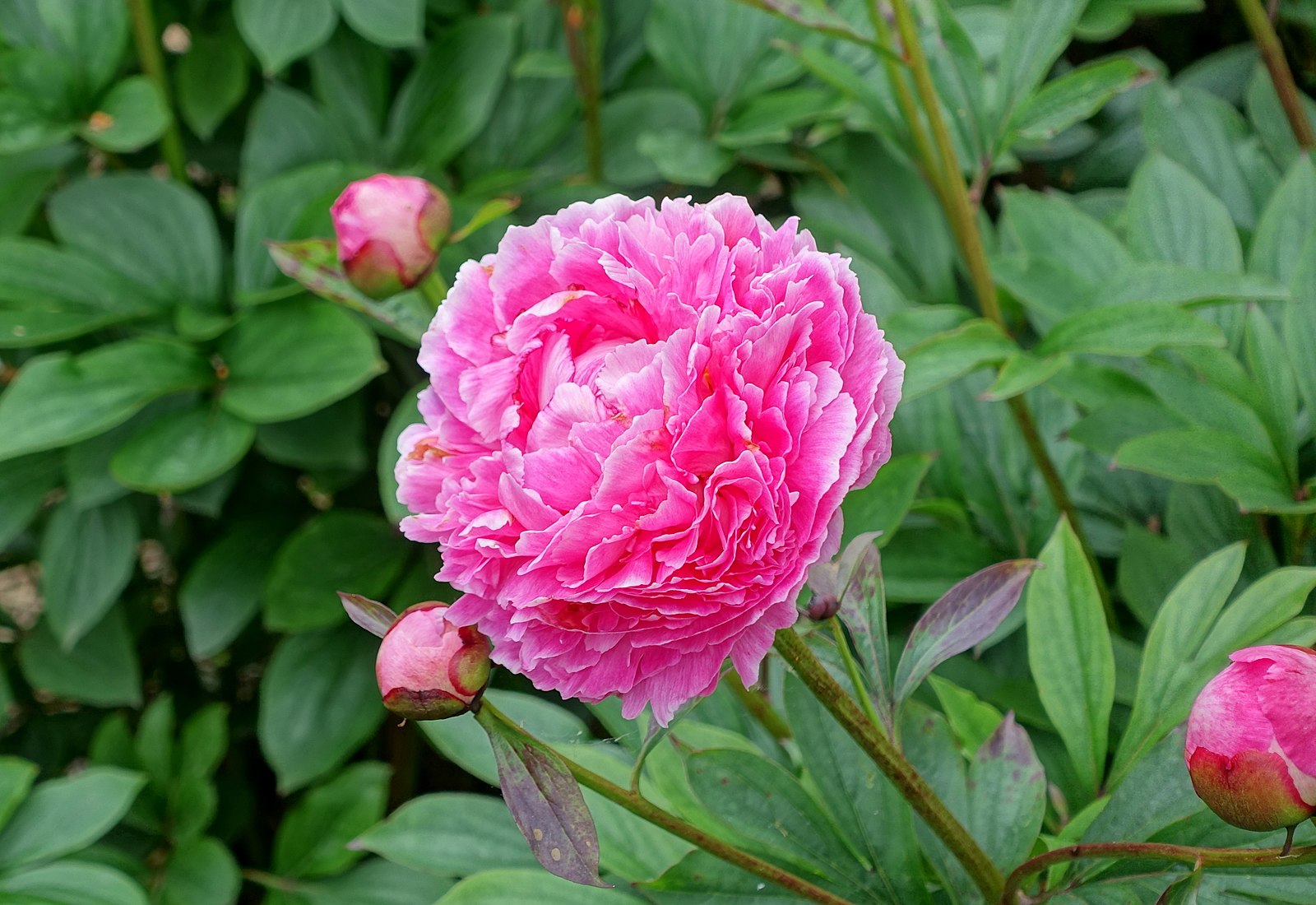 Chinese Peony (Garden Peony) – Experimental Farm Network Seed Store