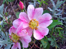 Prairie Rose