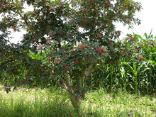 Sanshō (Japanese Peppercorn)