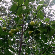 Wild Jujube