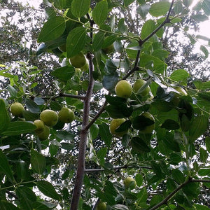 Wild Jujube