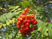 Ukrainian Rowan (European Mountain-Ash)