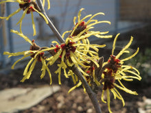 American Witch Hazel