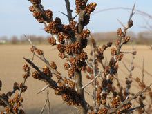 Hungarian Sea Buckthorn