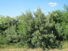 Hungarian Sea Buckthorn