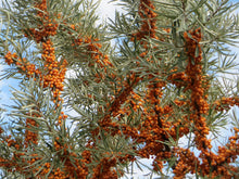 Hungarian Sea Buckthorn