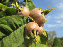 'Walters' Medlar