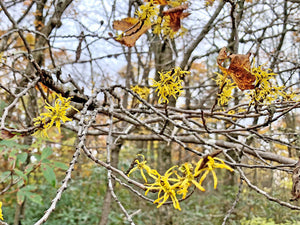 American Witch Hazel