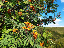 Ukrainian Rowan (European Mountain-Ash)