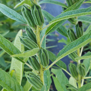 'Nga Khaw Buk' Sesame