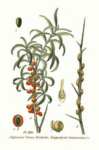 Hungarian Sea Buckthorn
