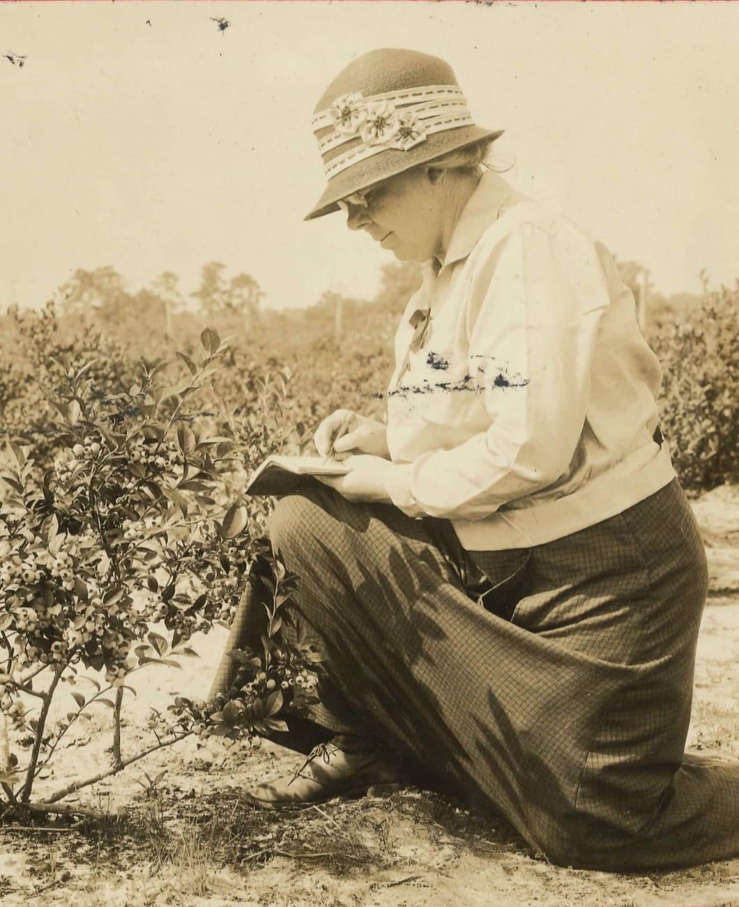 Elizabeth Coleman White's Blueberry Breeding Mix