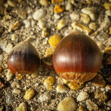 Hybrid Chinquapin Chestnut Seeds