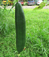 Mướp Hương' Vegetable Loofah