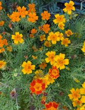 Little Gem Marigold Mix (Signet Marigold)
