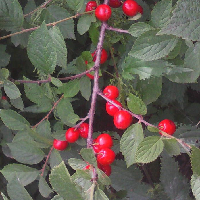 Bush Cherry Tree Nanking Bush Cherry – Experimental Farm Network Seed Store