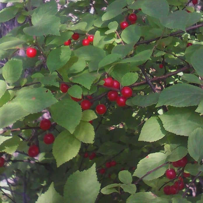 Bush Cherry Tree Nanking Bush Cherry – Experimental Farm Network Seed Store