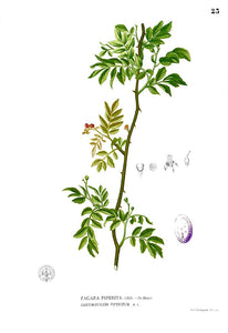 Sanshō (Japanese Peppercorn)