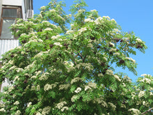 Ukrainian Rowan (European Mountain-Ash)