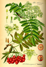 Ukrainian Rowan (European Mountain-Ash)