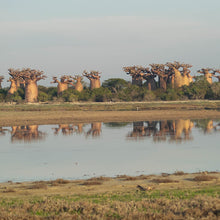 Senegalese Baobab