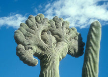 Saguaro Cactus