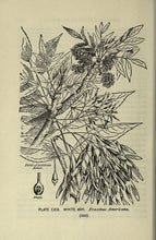 White Ash (American Ash)