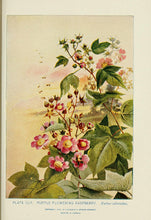 Purple-Flowering Raspberry (Eastern Thimbleberry)