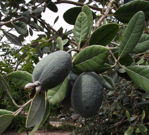 Feijoa (Pineapple Guava)