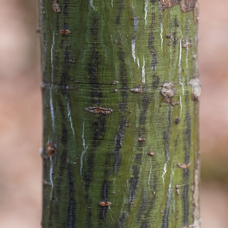 Acer_pensylvanicum_593907855_8