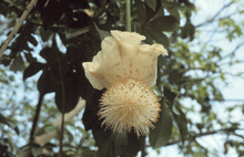 Senegalese Baobab