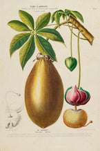 Senegalese Baobab