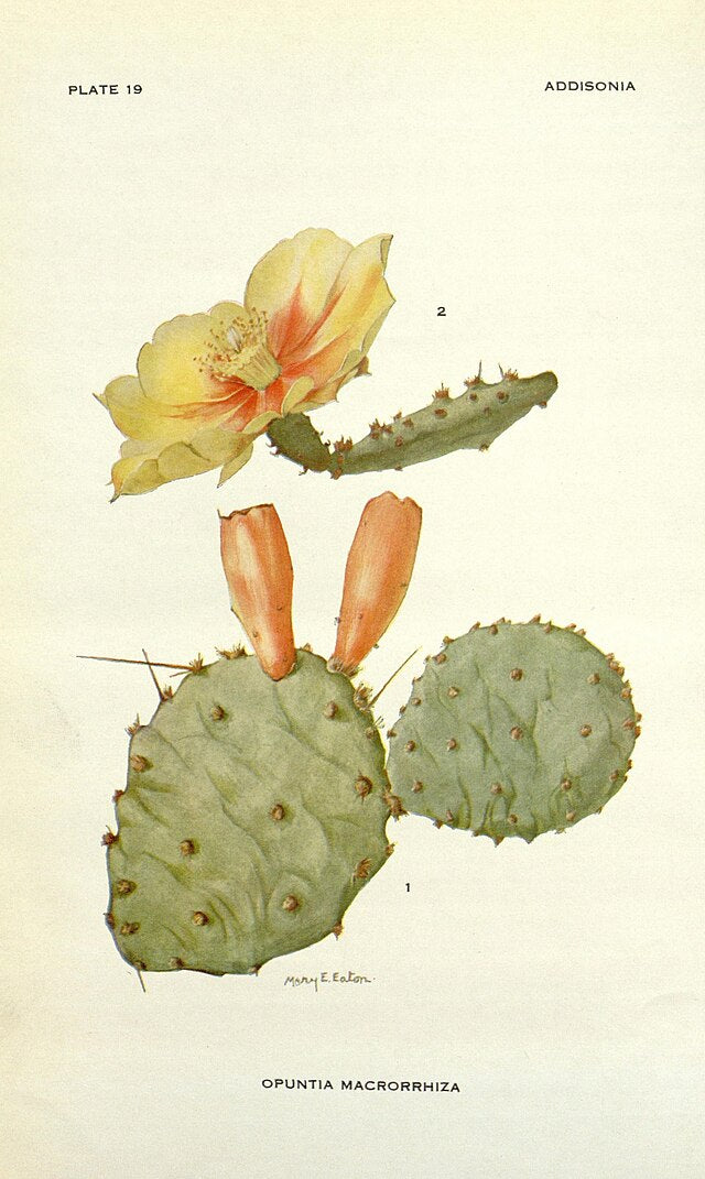 plains prickly pear cactus for sale Plains Prickly Pear (Colorado Ecotype) – Experimental Farm Network Seed Store