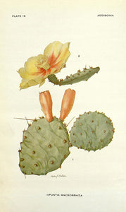 prickly pear cactus colorado Plains Prickly Pear (Colorado Ecotype) – Experimental Farm Network Seed Store