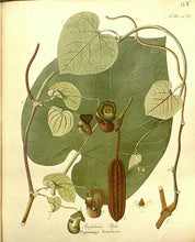 Dutchman's Pipe