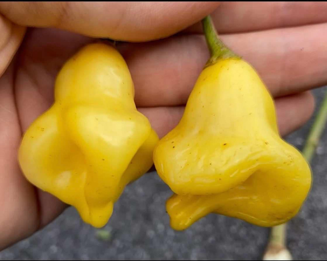 'Aji Fantasy Yellow' Mild Hot Pepper